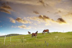 Grazing horses