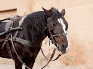 Portrait of a brown horse with cart