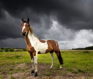 Lovely horse at Harplinge horse club