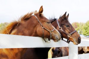Thoroughbred Racehorses